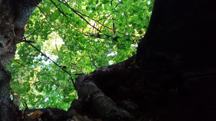 Montagna albero luogo segreto